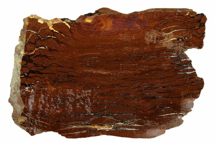 Polished Cretaceous Stromatolite Fossil - Western Australia #180056